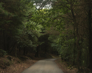 Fototapeta premium Mysterious Path