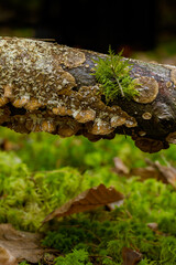 Mossy Branch Detail. Close-up of a mossy branch, ideal for backgrounds, nature themes, texture themes.

