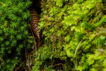 Mossy Forest Floor. Mossy forest floor, ideal for backgrounds, nature themes, texture themes.

