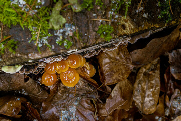 Leaves and Rocks. Leaves and rocks with a waterfall, ideal for backgrounds, nature themes, scenic themes.

