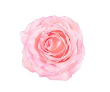 pink rose, top view isolated on white background. High quality photo