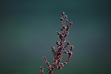 butterfly on a branch