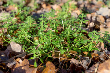 Naklejka na ściany i meble young bedstraw sprouts in the oak leaves