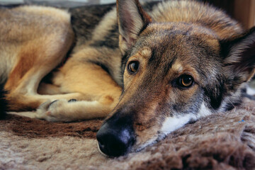 Close up on on a young Tamaskan dog laying on a dog bed