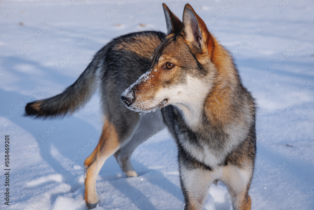 Sticker Young Tamaskan dog on a meadow covered with snow during winter in Poland