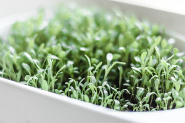 Young shoots of night violet flowers in metal pots on the windowsill.