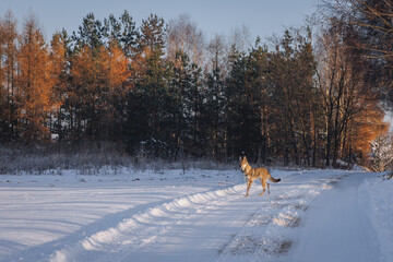 Fototapeta na wymiar Young Tamaskan dog on a field road during winter in Poland