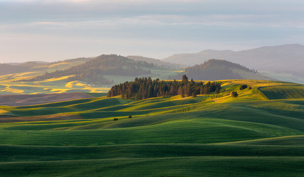 Barley fields cover much of the rolling hills of the Palouse region of eastern Washington State.
