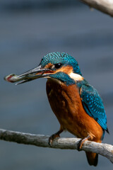 Common kingfisher feeding with fish in bill. Sitting on a perch at Lakenheath Fen nature reserve in Suffolk, UK