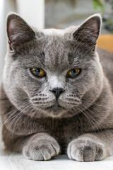 Close up portrait of lying gray british cat. Cat with orange eyes. British shorthair cat animal