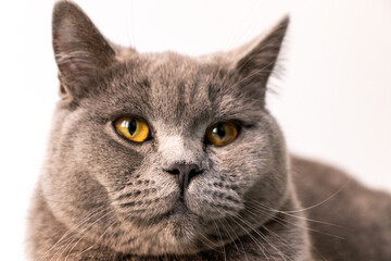 Close up portrait of lying gray british cat. Cat with orange eyes. British shorthair cat animal