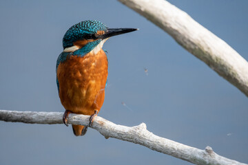Detailed close up portrait of a juvenile male common kingfisher sitting on a perch. At Lakenheath Fen nature reserve in Suffolk, UK