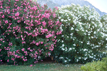 Pink and white blooming Nerium oleander in a public park near the sea