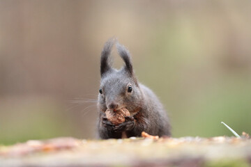 Eichhörnchen im Wald