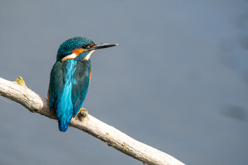 Detailed close up portrait of a juvenile male common kingfisher sitting on a perch. At Lakenheath Fen nature reserve in Suffolk, UK
