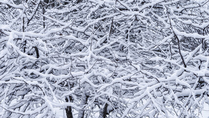Tree branches under snow in winter, background.