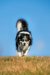 Border collie is running in the grass. He is so crazy dog on trip.