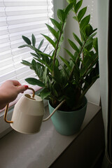 close up of woman's hand watering a Zamioculcas plant in a pot on windowsill