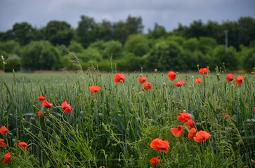 Red flowers in a wheat field outside Luxembourg