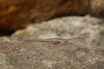 Brown Anole Lizard (Anolis sagrei)