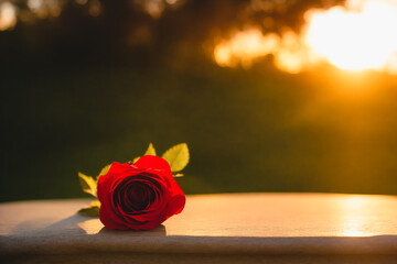 Red rose on wooden floor and sunset on the background 
