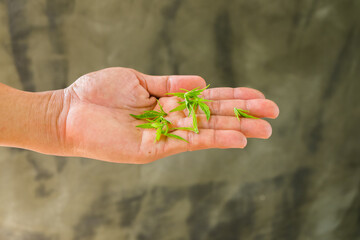 Farmer's picking marijuana or cannabis leaf in farm..