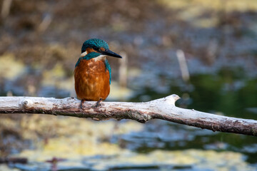 Juvenile male common kingfisher sitting on a perch at Lakenheath Heath nature reserve in Suffolk, UK