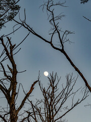 Mond in den Bäumen