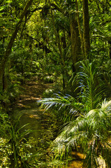 Small stream in dense, almost impenetrable rainforest. Pukenui Forest near Whangarei, North Island, New Zealand

