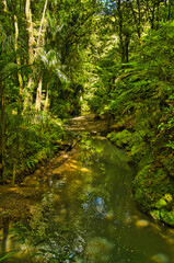 Fototapeta na wymiar Small stream in dense, almost impenetrable rainforest. Pukenui Forest near Whangarei, North Island, New Zealand 