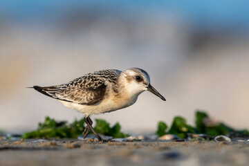 The sanderling (Calidris alba) small wading bird.