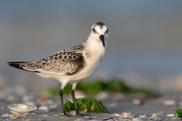 The sanderling (Calidris alba) small wading bird.