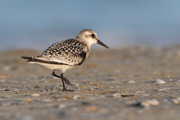 The sanderling (Calidris alba) small wading bird.