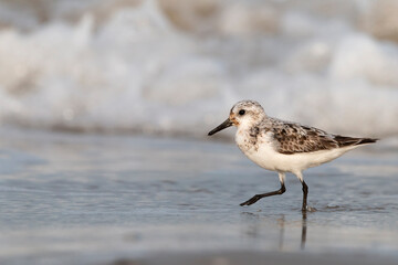 The sanderling (Calidris alba) small wading bird escapes the waves of the sea.