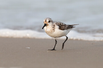The sanderling (Calidris alba) small wading bird.