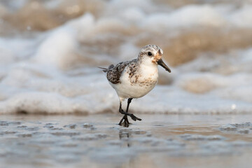 The sanderling (Calidris alba) small wading bird escapes the waves of the sea.