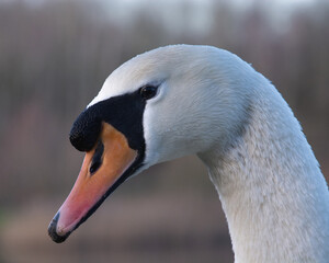 close up of a white swan sitting by a lake 