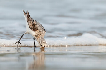 The sanderling (Calidris alba) small wading bird.