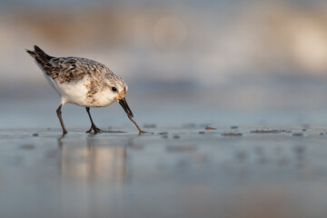 The sanderling (Calidris alba) small wading bird.