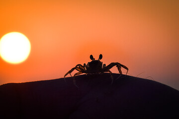 Obraz premium Vibrant sunset descending on the horizon with crab, sea in golden colors, small waves gently touching the sands,