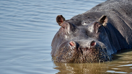 Flusspferd - Hippopotamus