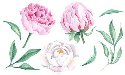 White and pink watercolor peony flowers and leaves set. Hand drawn botanical illustration isolated on white background. Can be used for greeting cards, bouquets, wedding invitations design, fabric