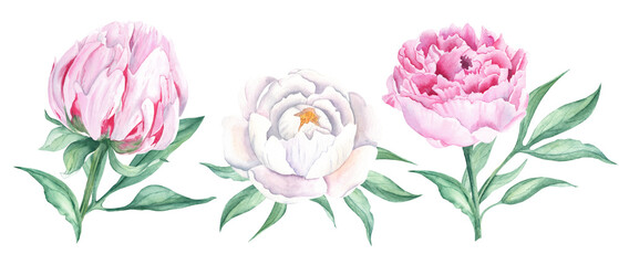 White and pink watercolor peony flowers set. Hand drawn botanical illustration isolated on white background. Can be used for greeting cards, bouquets, wedding invitations, textile prints.