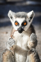 Obraz premium Lemur Kata is eating some grass whitch he found on the floor.