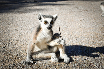 Lemur Kata is eating some grass whitch he found on the floor.