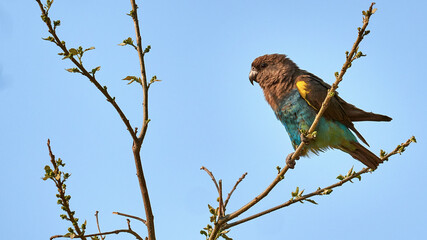 Goldbugpapagei - Brown Parrot