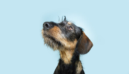 Attentive concentrate dachshund puppy dog looking away and up. Isolated on blue pastel background - obrazy, fototapety, plakaty