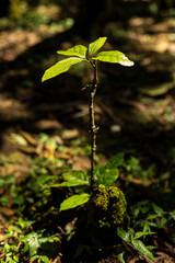 plant under the sun