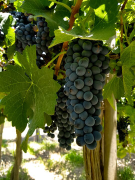 uva Syrah, tierra de buen vino.