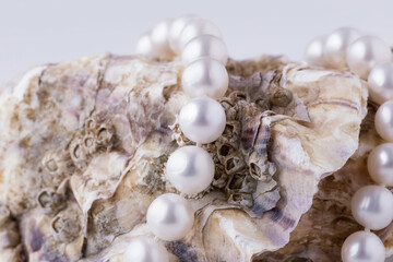 shell with pearls close-up in soft light colors